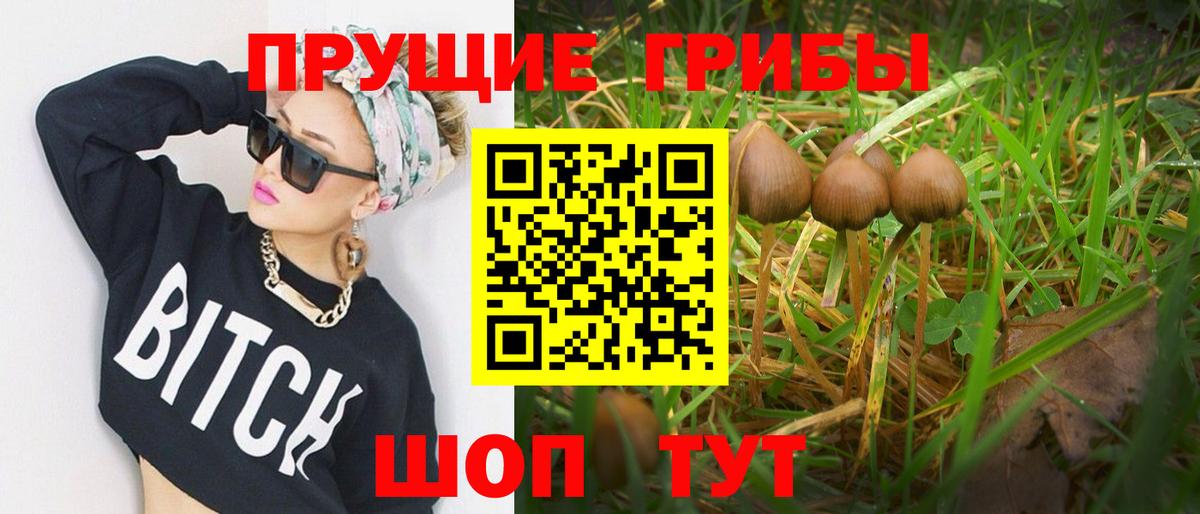 Галлюциногенные грибы Psilocybine cubensis Ярцево